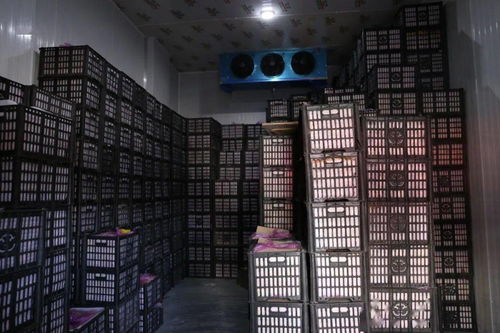 春節期間華南農產品批發市場銷售創佳績，批發兼零售模式顯成效